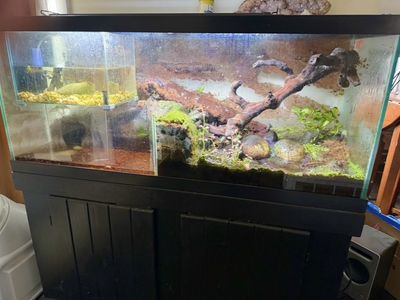 75 gallon paludarium