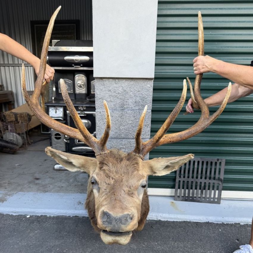 Large Elk Mounted Head Taxidermy with Impressive Antler Spread
