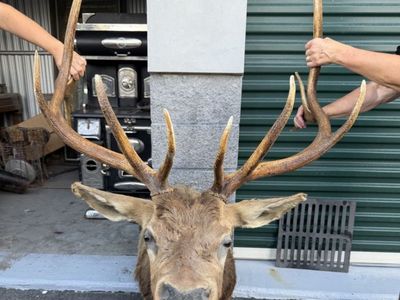 Large Elk Mounted Head Taxidermy with Impressive Antler Spread