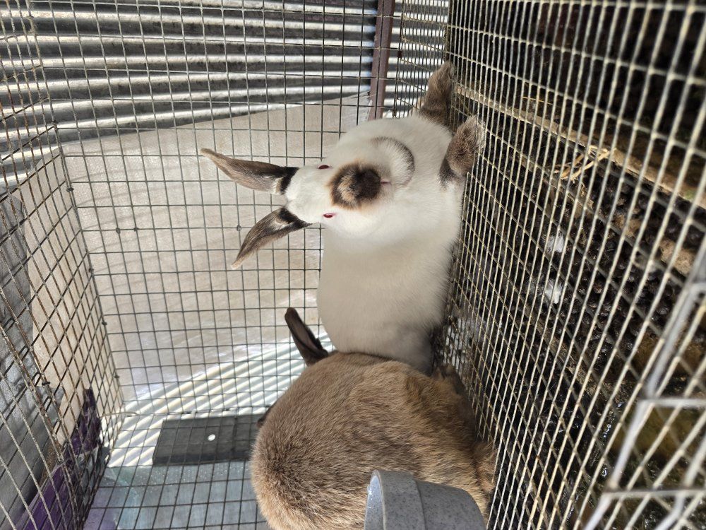 Californian/newzealand doe