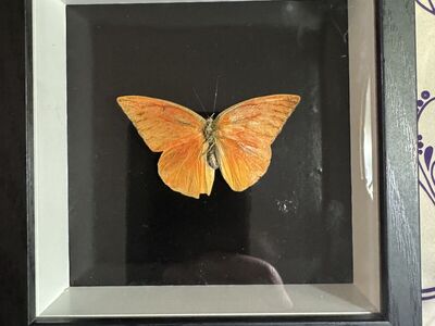 Butterfly Wall Art
