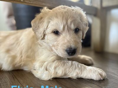 Husky Doodle Puppies