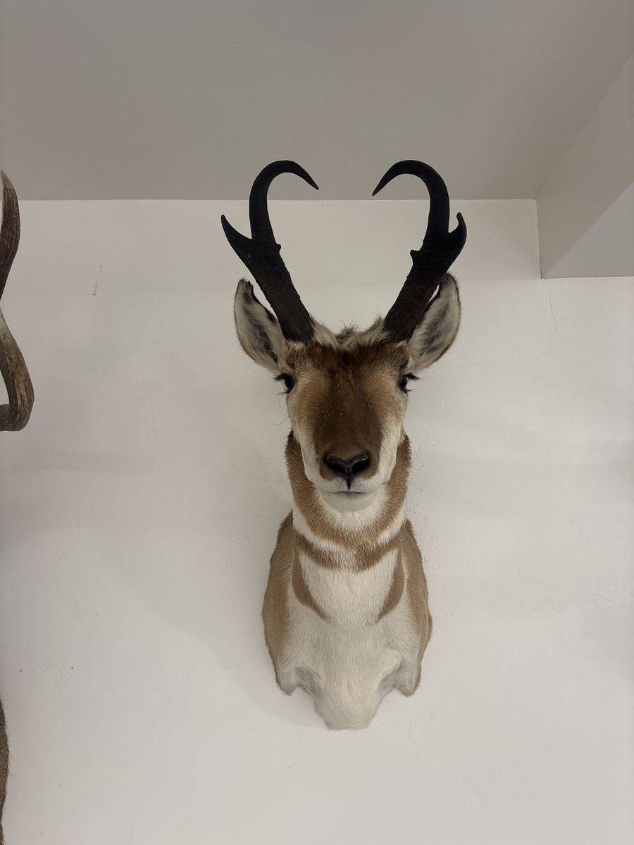 Antelope Buck Shoulder Mount