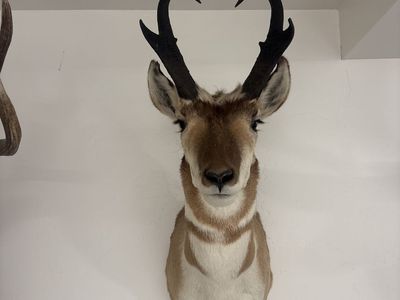 Antelope Buck Shoulder Mount