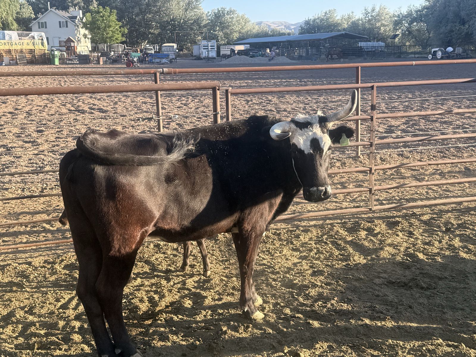 Corrientes cows/calve/freshies