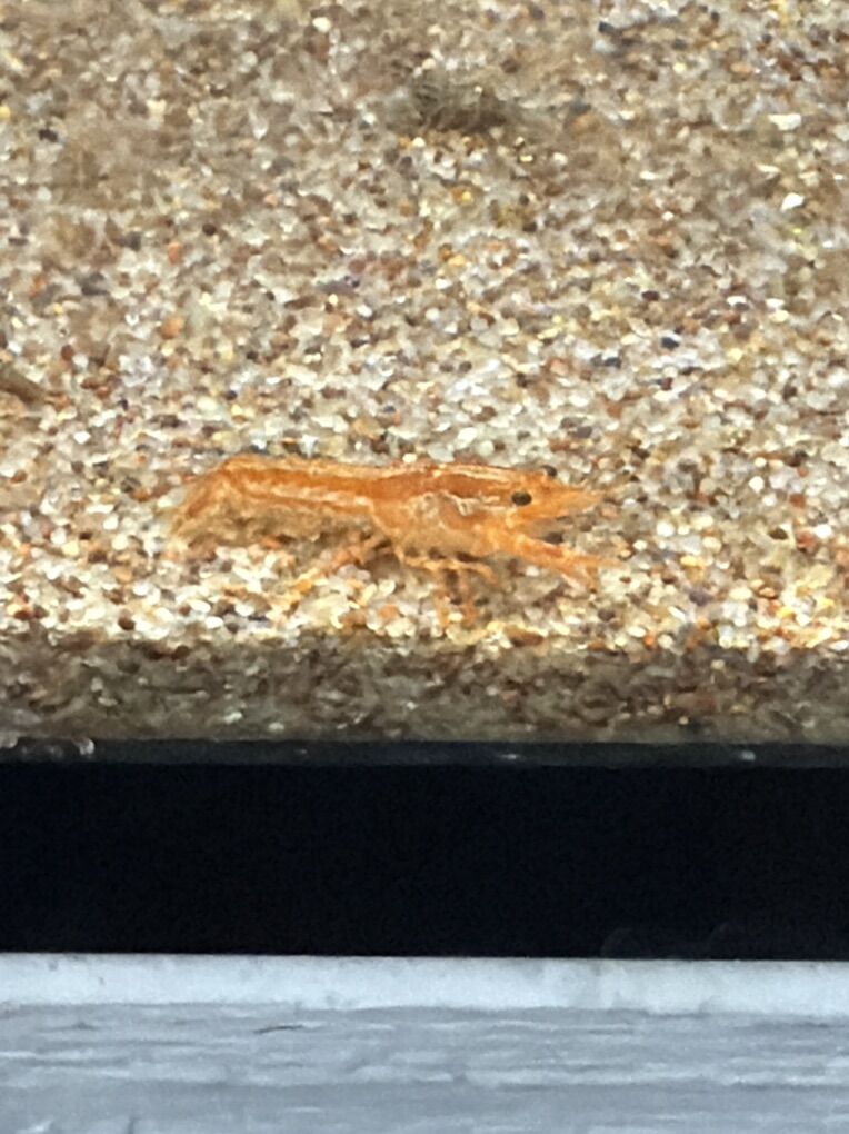 Dwarf Mexican Crayfish
