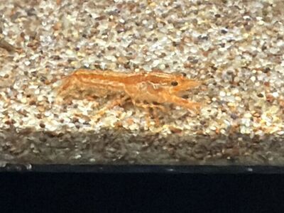 Dwarf Mexican Crayfish