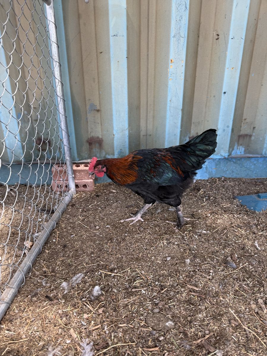 3 BCM, 1 olive egger & 1 Ayam Cemani Roo