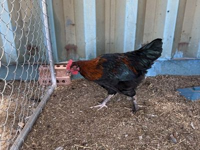 3 BCM, 1 olive egger & 1 Ayam Cemani Roo