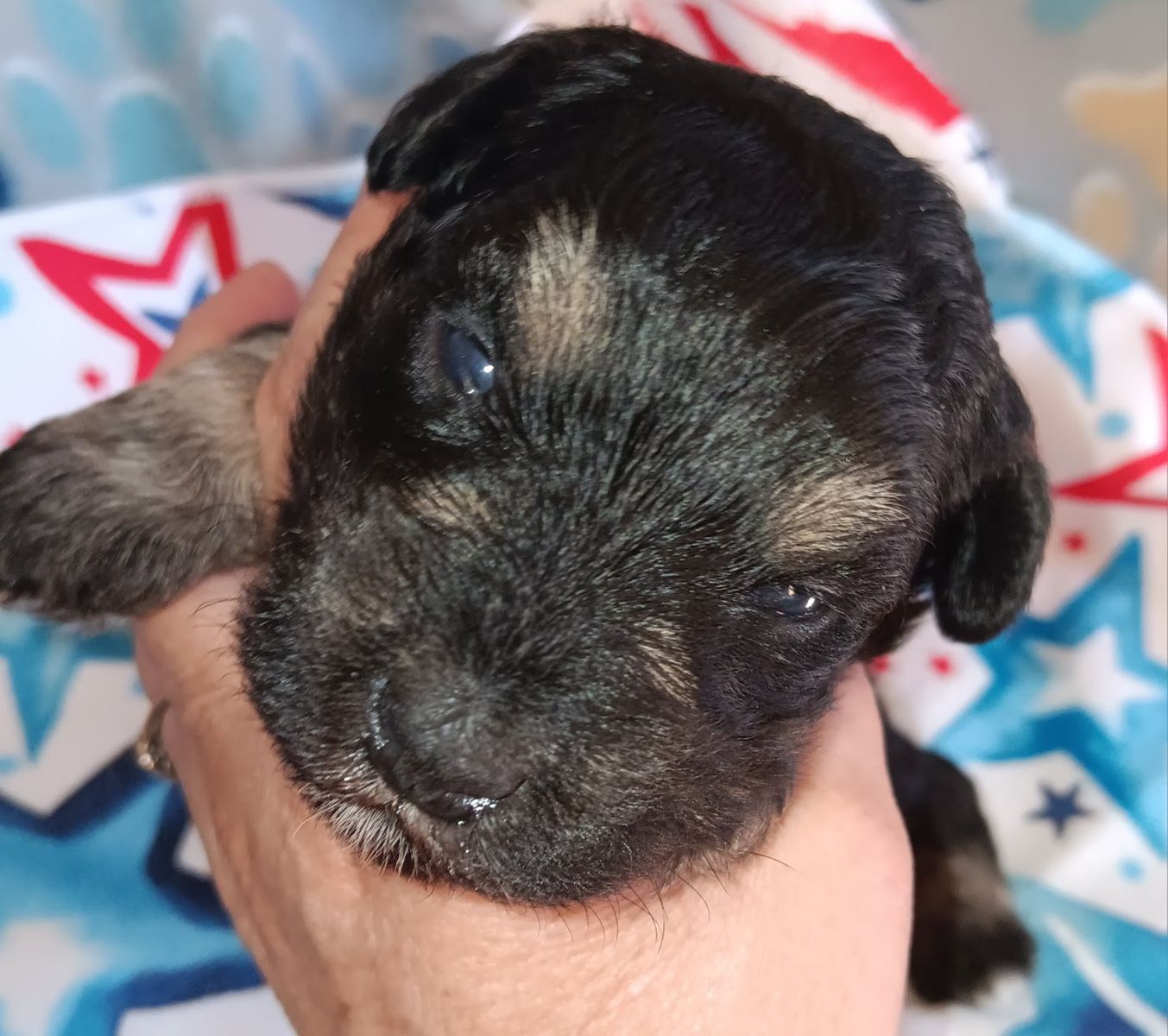 Miniature Schnauzer male