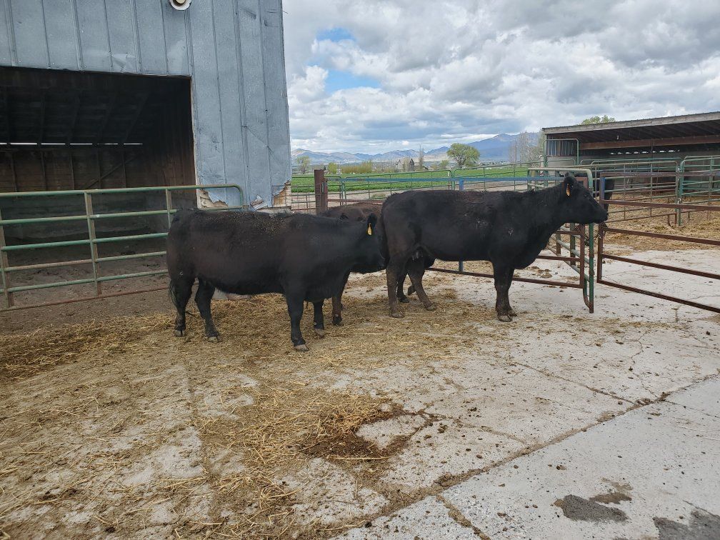4 summer calvers