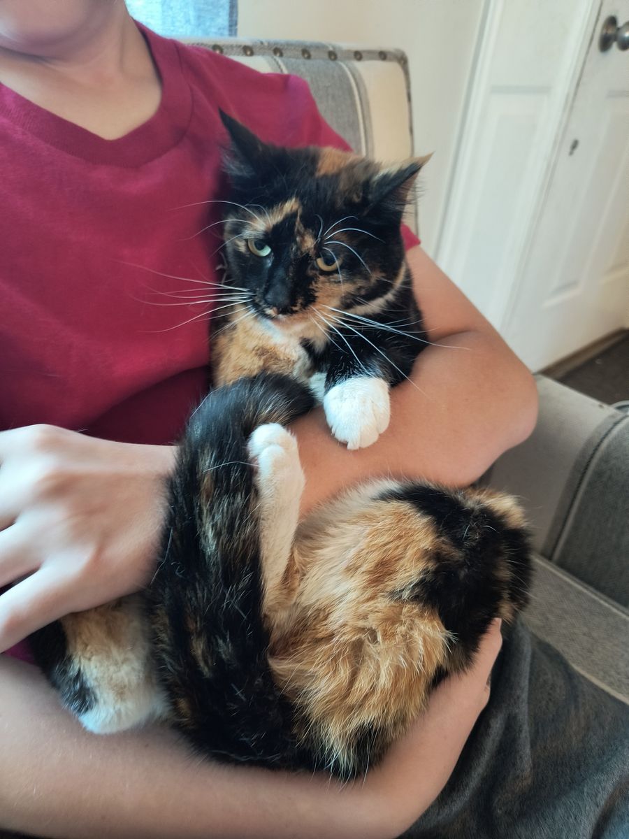 Need to rehome a sweet kitty