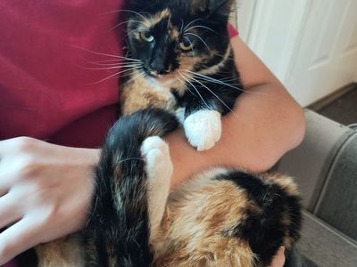 Need to rehome a sweet kitty