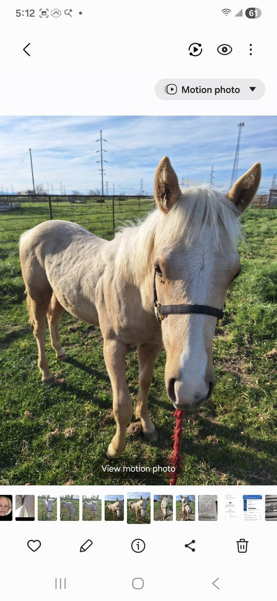 AQHA palomino 2025 stud colt