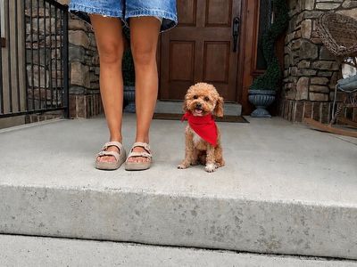 Out of State Bloodline 5lb Toy Poodle Stud!