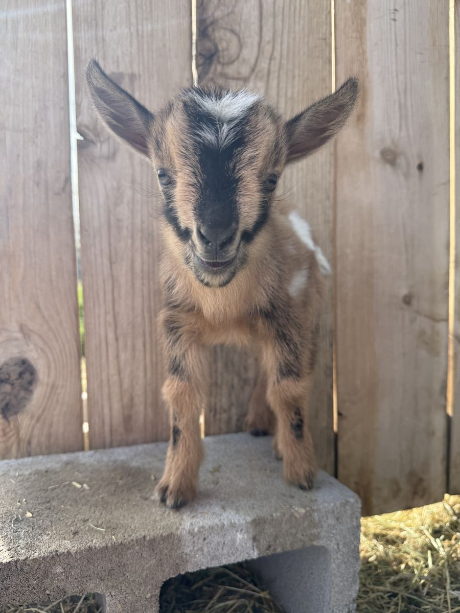 ADGA Nigerian Dwarf Doeling