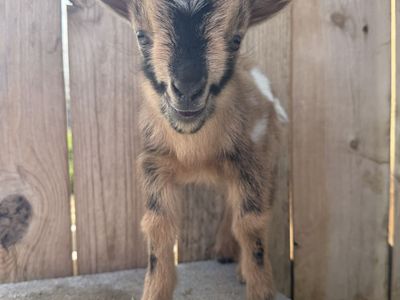 ADGA Nigerian Dwarf Doeling