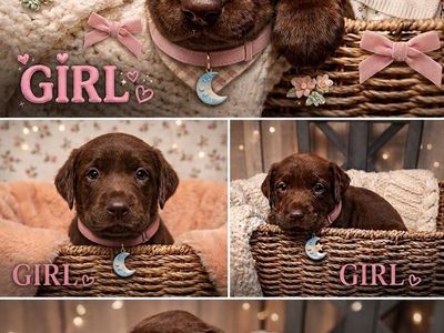 Adorable 2 Female and 2 male Chocolate Labrador Puppies Looking for a Good Home. Available Sept 8th.