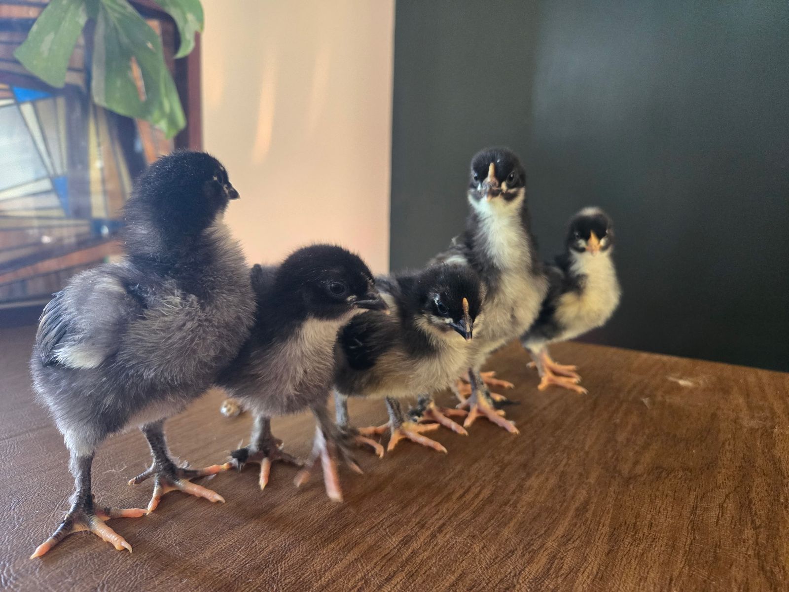 Maran Mix chicks