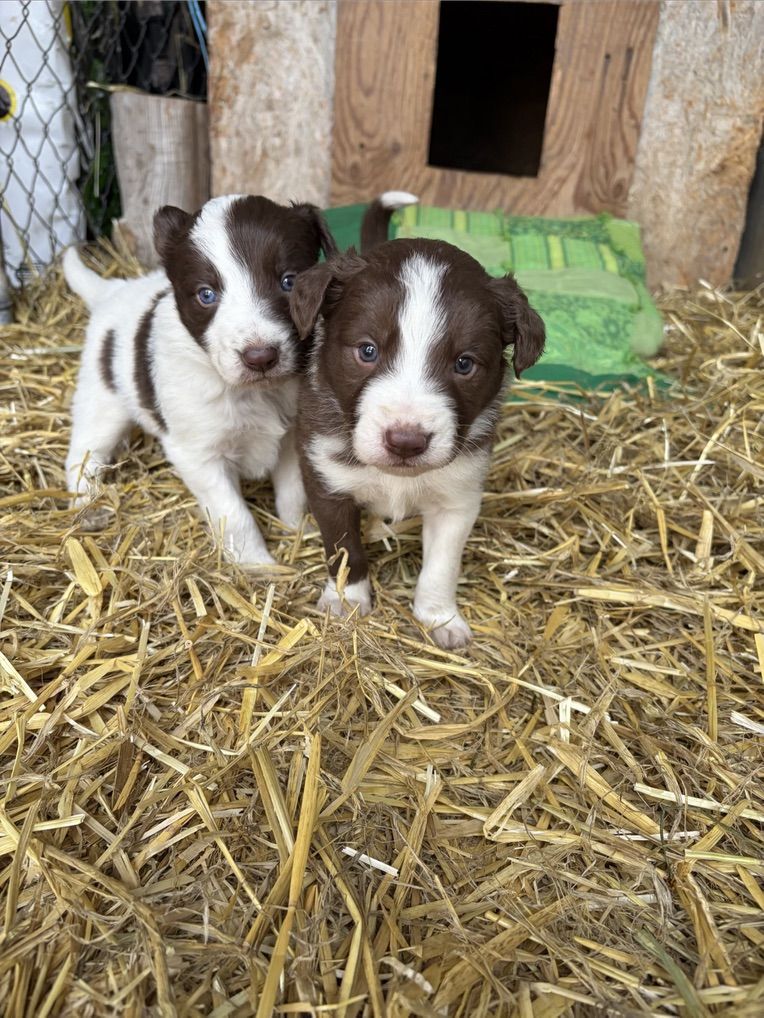 Border Collie Puppies