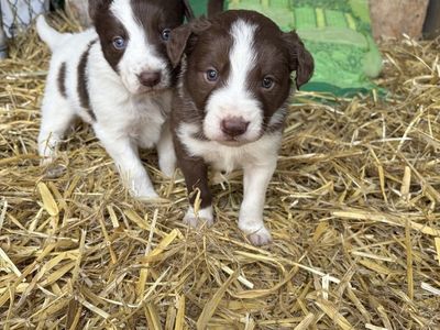 Border Collie Puppies