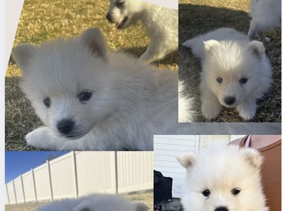 Pomsky puppies