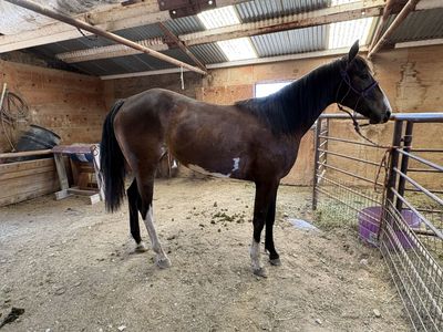 2024 APHA MARE