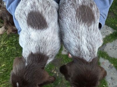 Griffon puppies