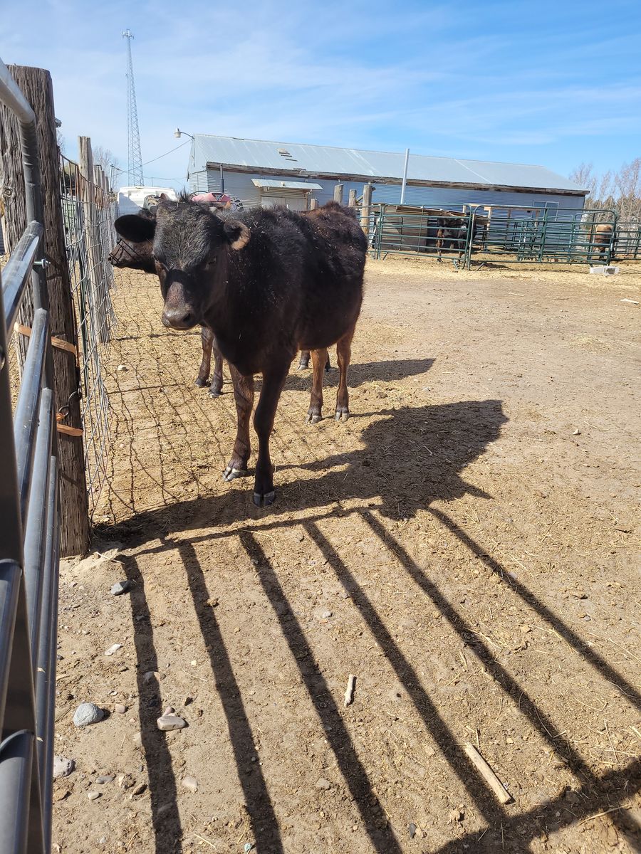 Jersey  cross heifer