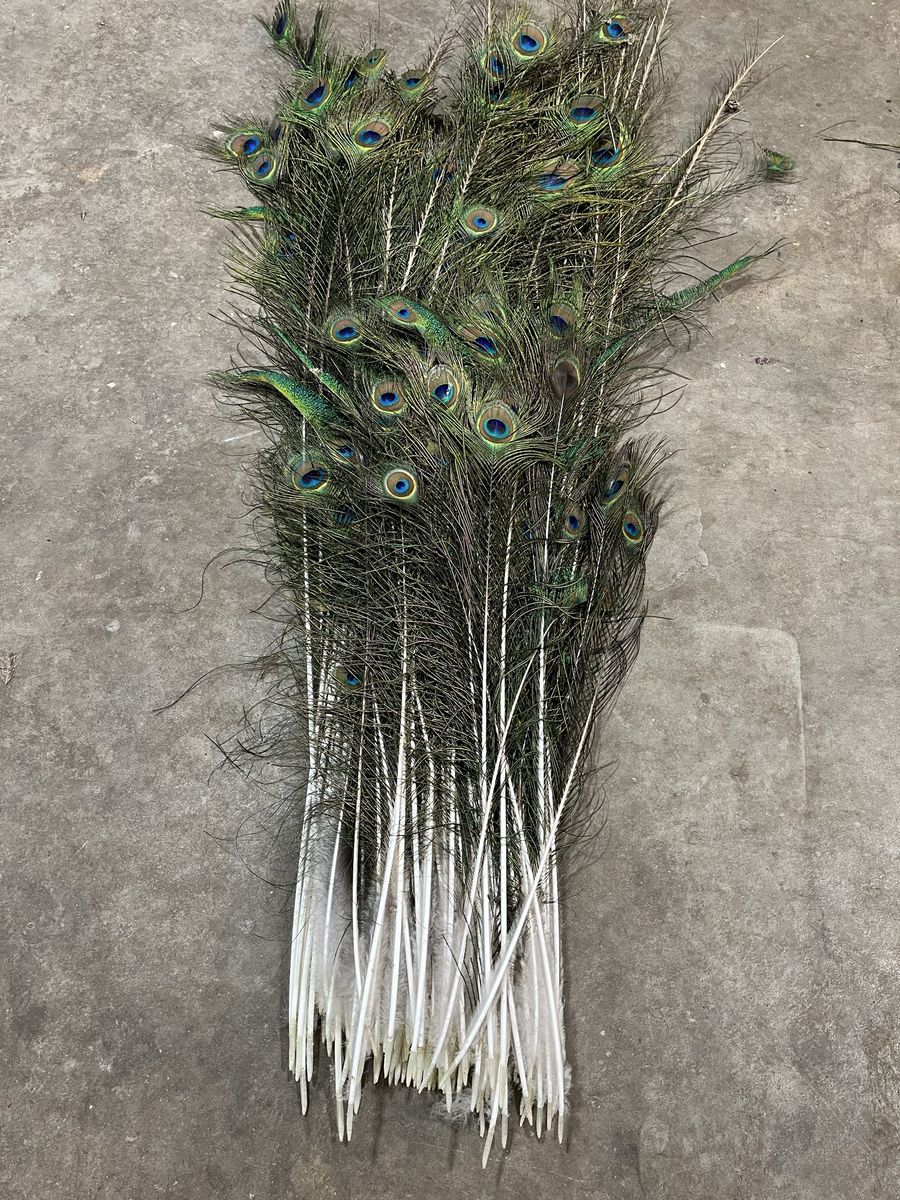 Full 2025 Peacock Tail
