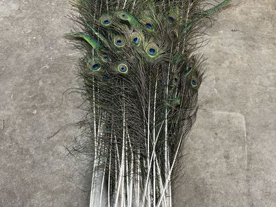 Full 2025 Peacock Tail