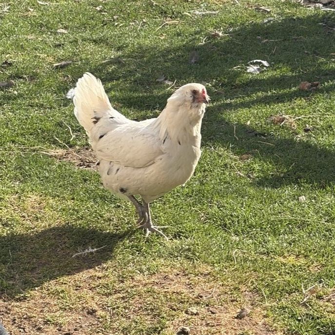 Laying hens 