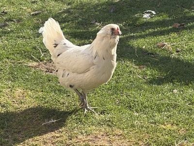 Laying hens