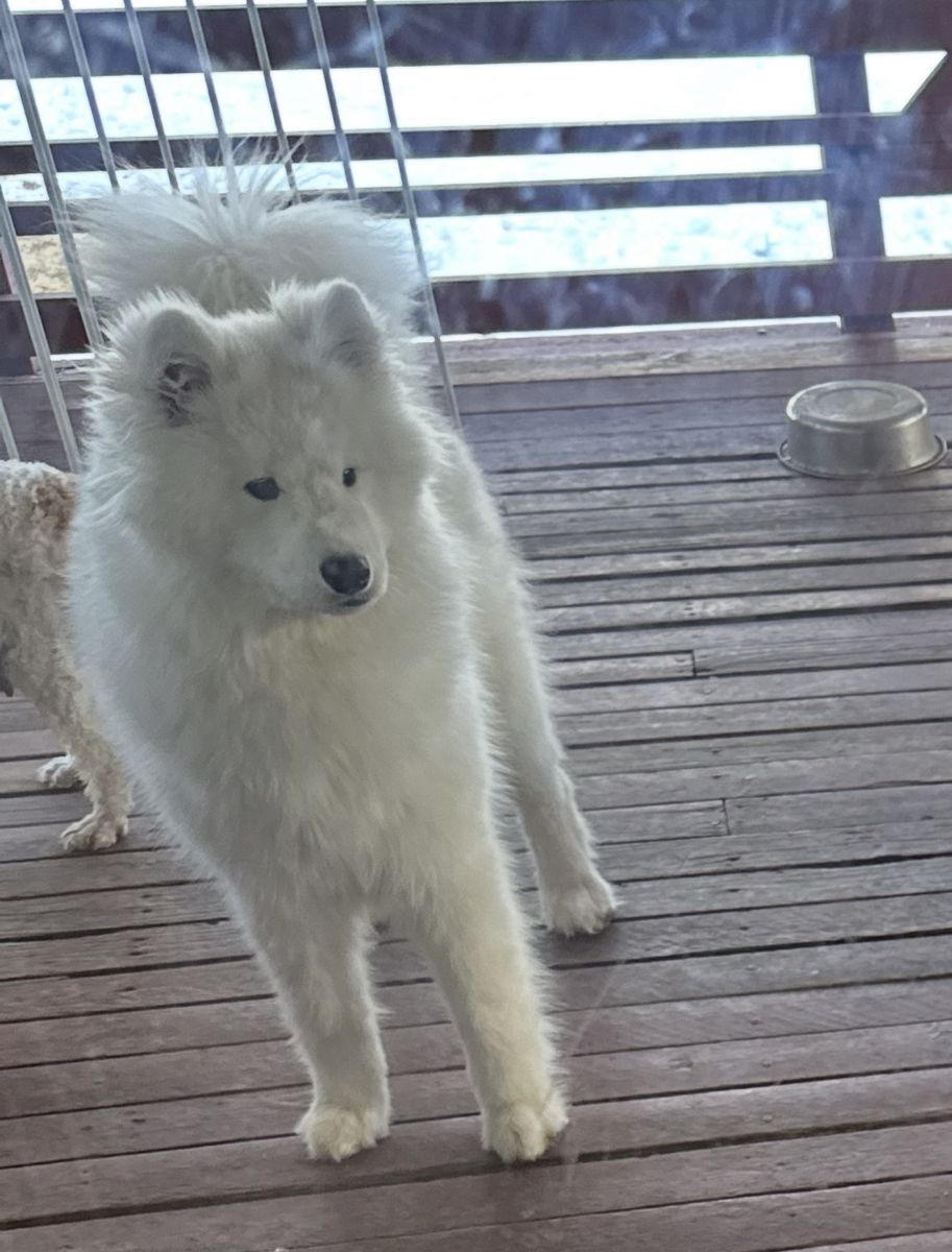 Samoyed 1 Year Old Female Puppy