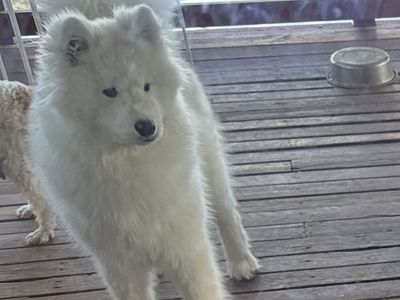 Samoyed 1 Year Old Female Puppy