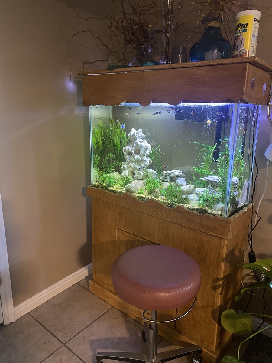 Aquarium Complete setup including fish!
