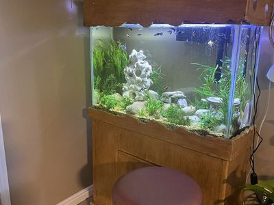 Aquarium Complete setup including fish!