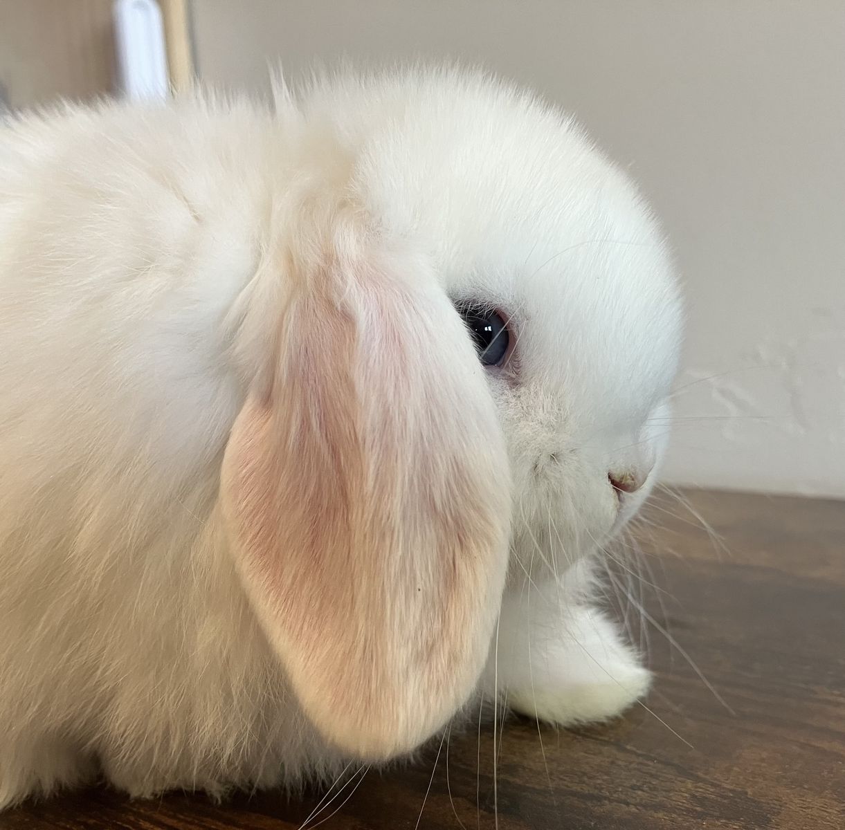 Purebred Holland Lop Bunnies