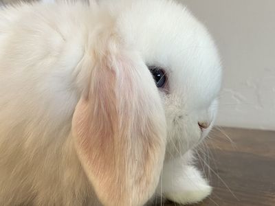 Purebred Holland Lop Bunnies