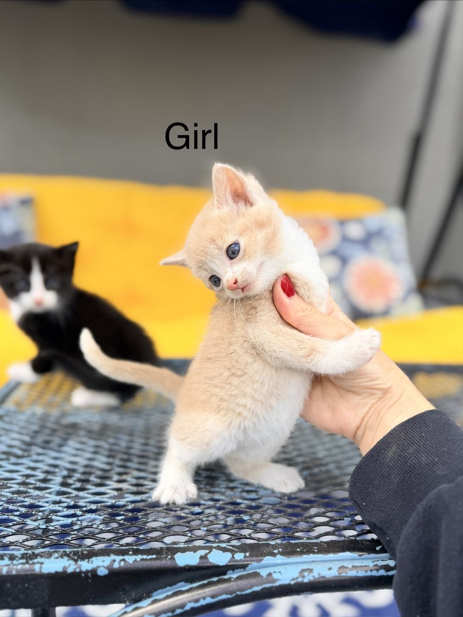 Adorable Kittens 6 Weeks Old