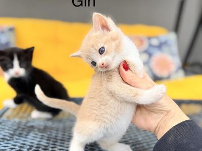 Adorable Kittens 6 Weeks Old