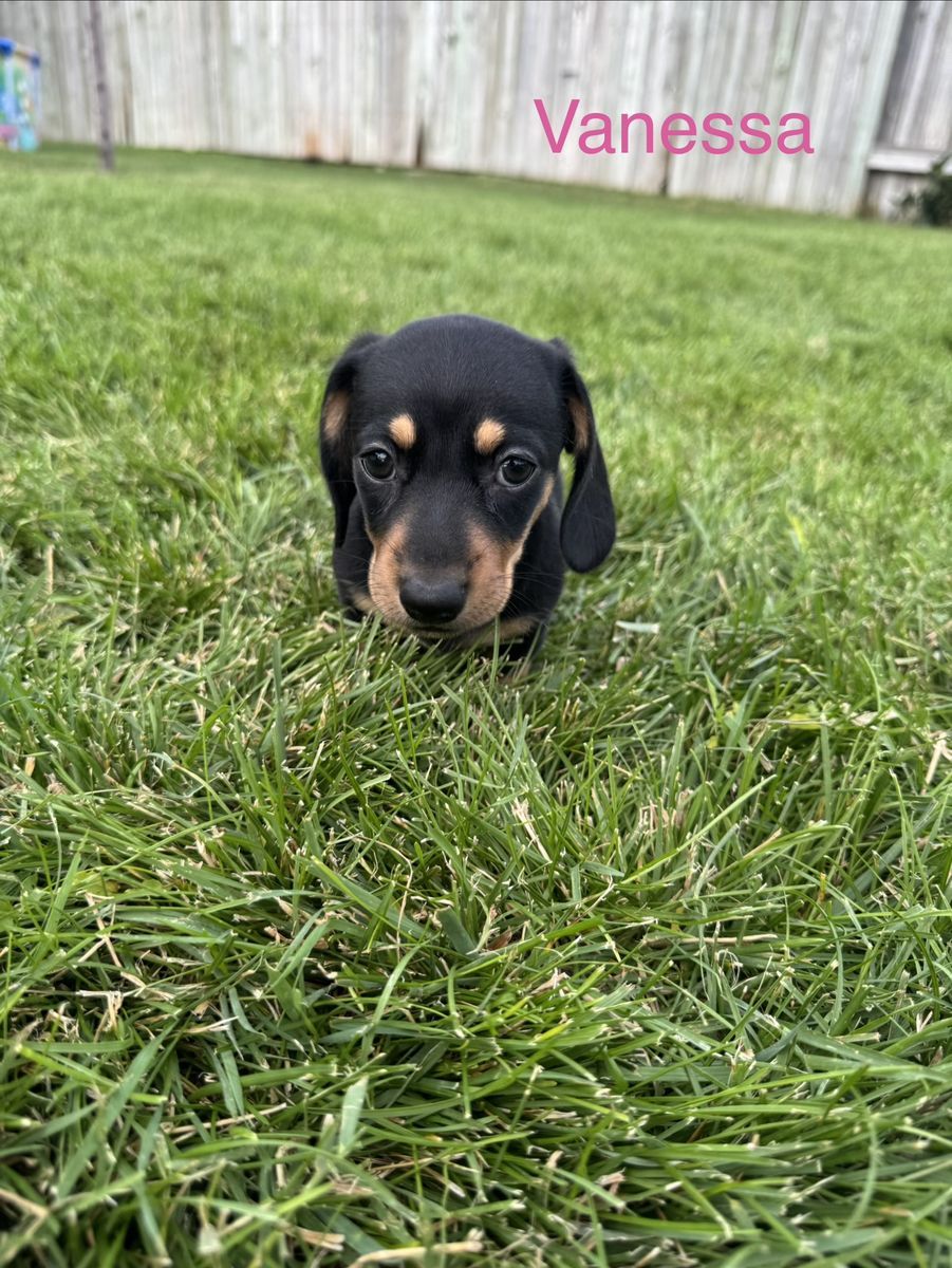 Dachshund  Puppies