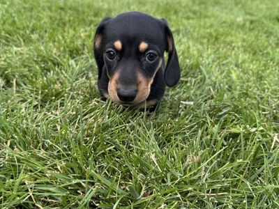 Dachshund Puppies