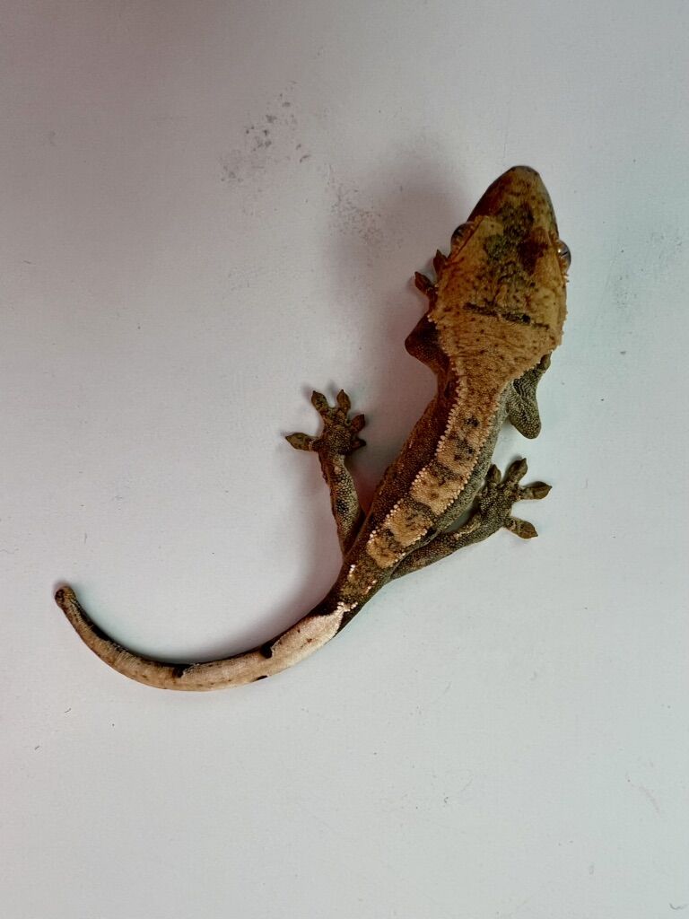 Cute Crested Gecko with Dalmatian Spots