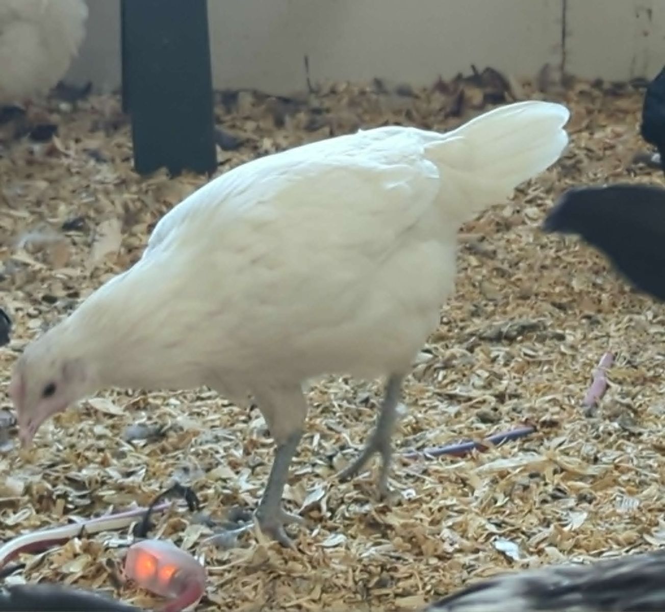 3 Month Old Barnyard Mix Pullets