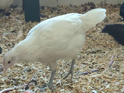 3 Month Old Barnyard Mix Pullets