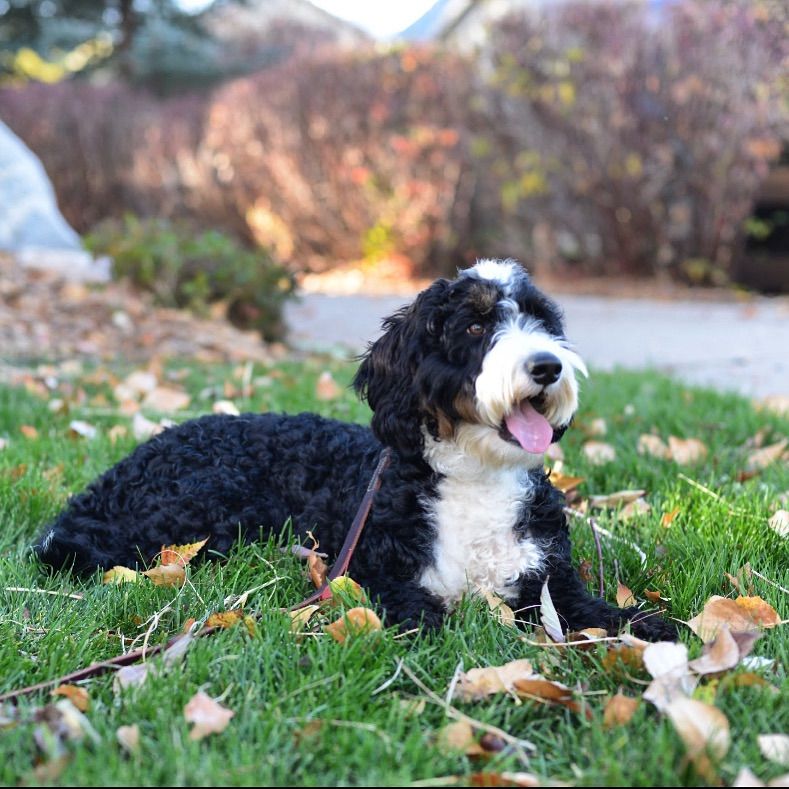 Stocky Mini/Meadium Bernedoodle