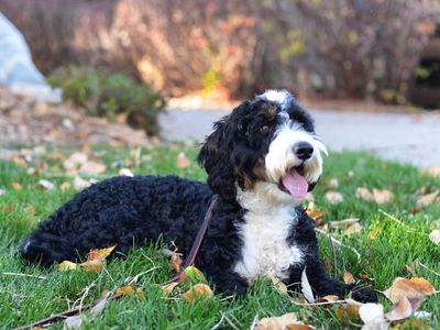 Stocky Mini/Meadium Bernedoodle