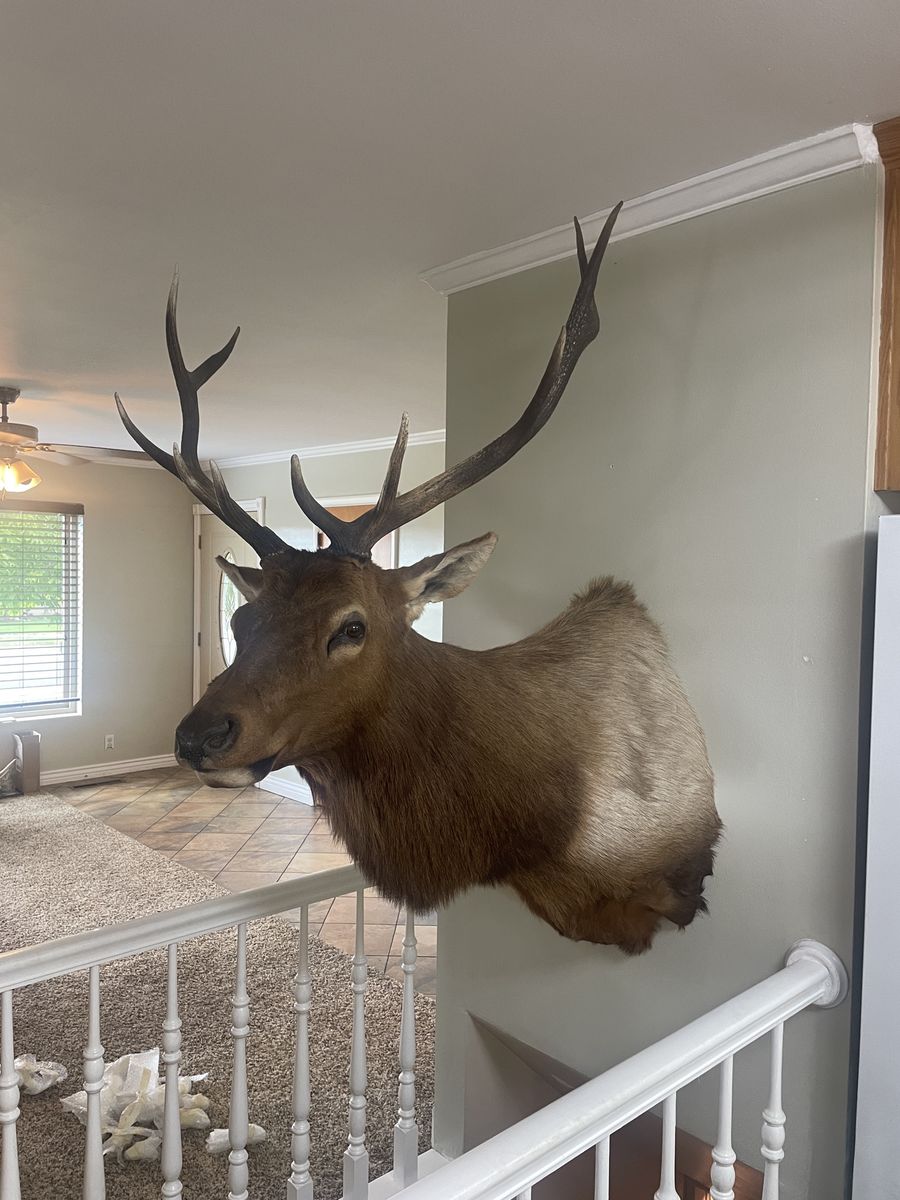Elk Mount