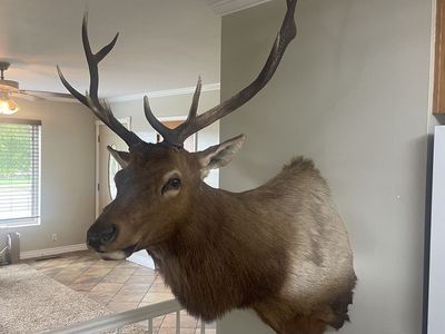 Elk Mount